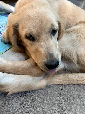 Golden Retriever puppy laying down with her tongue out
