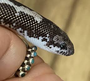 Close up photo of a black and white, rounded snake head.
